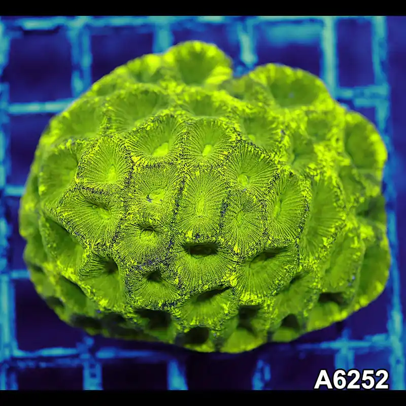 Item#A6252IN6252(M) WYSIWYG Aussie Ultra Neon Goniastrea Colony - Zooxae