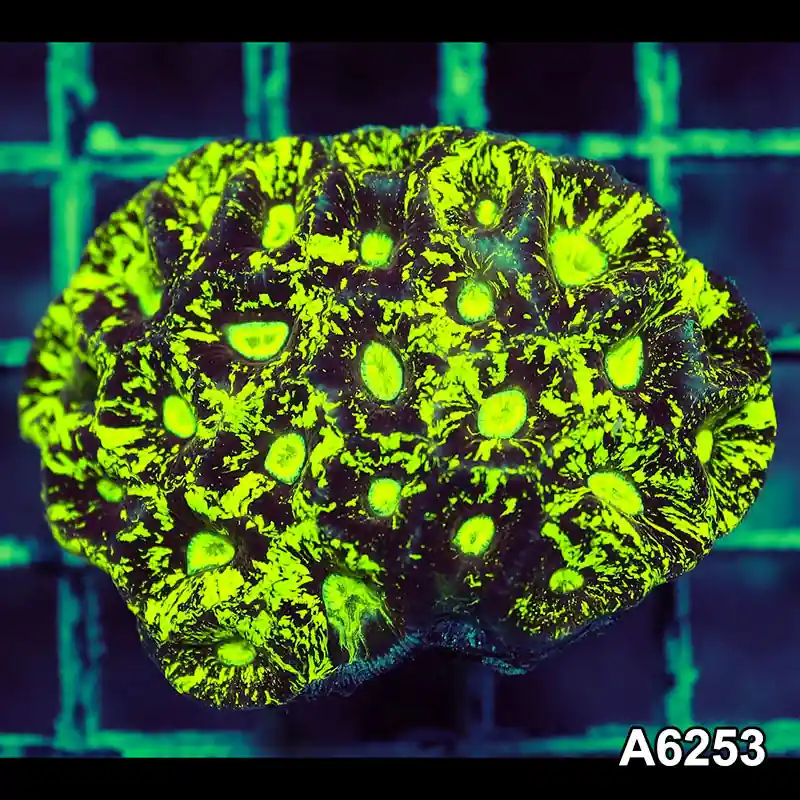 Item#A6253IN6253(S) WYSIWYG Aussie Ultra Neon Goniastrea Colony - Zooxae