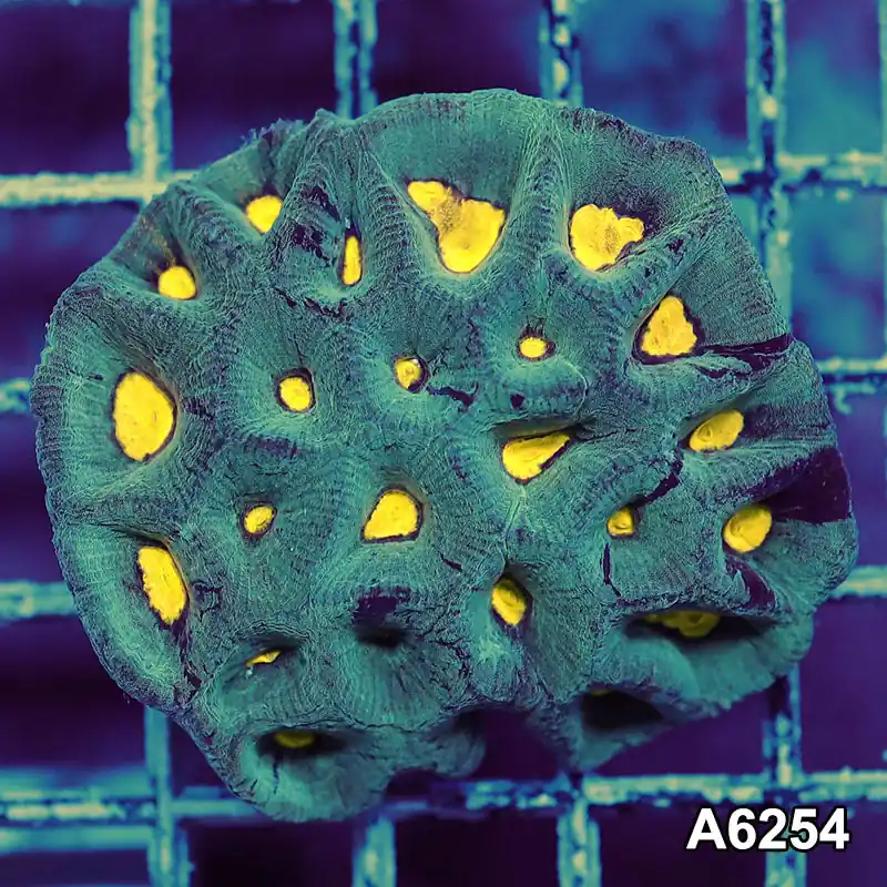 Item#A6254IN6254(S) WYSIWYG Aussie Ultra Goniastrea Colony - Zooxae