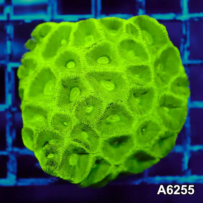 Item#A6255IN6255(M) WYSIWYG Aussie Ultra Neon Goniastrea Colony - Zooxae