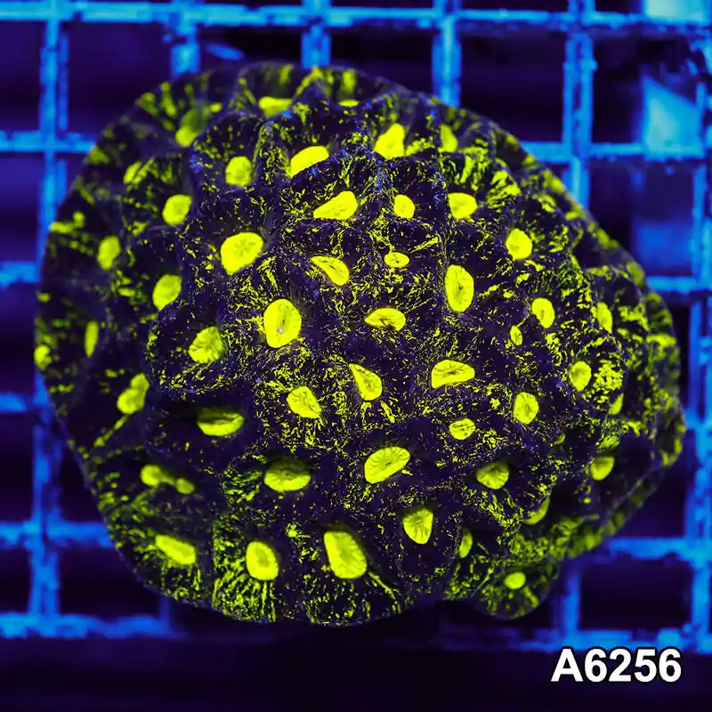 Item#A6256IN6256(M) WYSIWYG Aussie Ultra Neon Goniastrea Colony - Zooxae