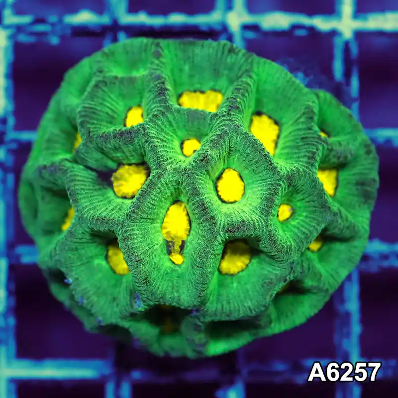 Item#A6257IN6257(S) WYSIWYG Aussie Ultra Goniastrea Colony - Zooxae