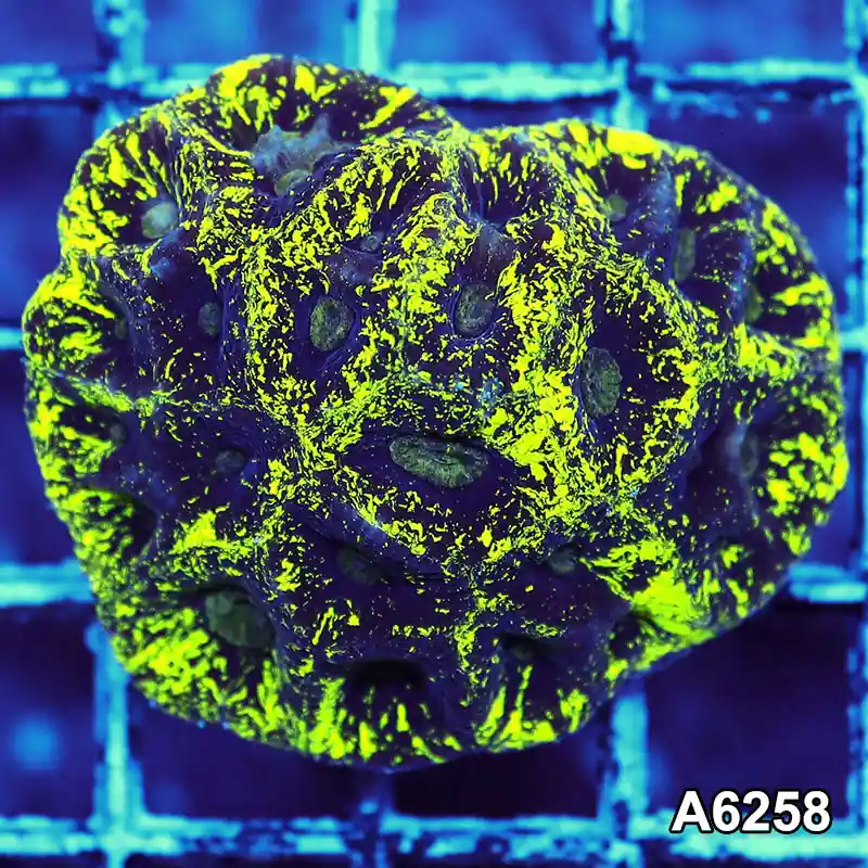Item#A6258IN6258(S) WYSIWYG Aussie Ultra Neon Goniastrea Colony - Zooxae