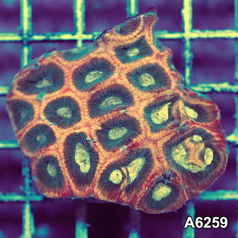 Item#A6259IN6259(S) WYSIWYG Aussie Ultra Unique Reverse Prism Favia Mini Colony - Zooxae