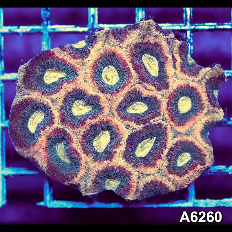 T2-184 Aussie Ultra Unique Reverse Prism Favia Mini Colony
