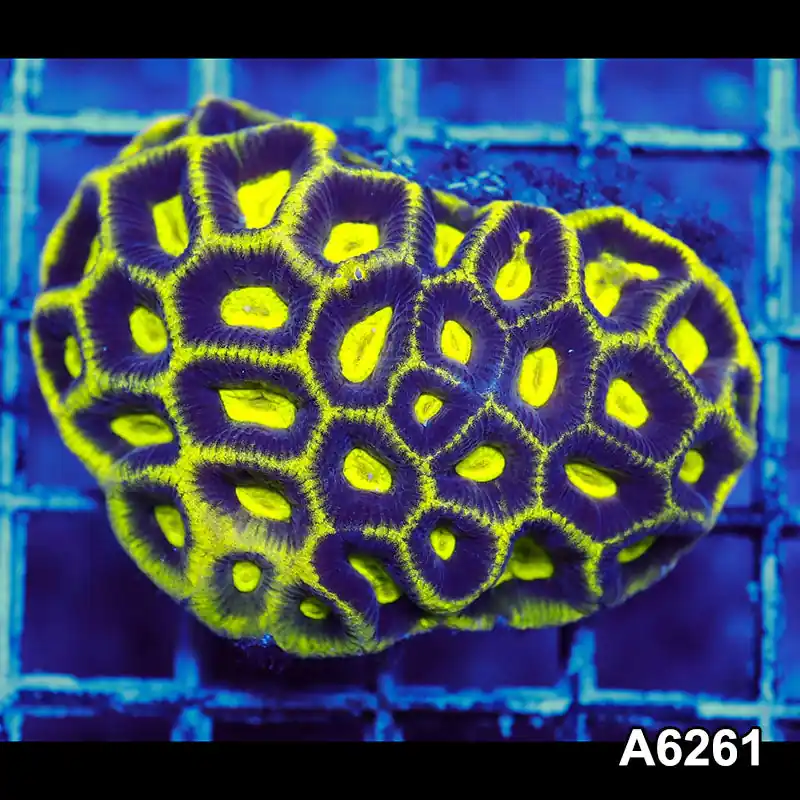 Item#A6261IN6261(M) WYSIWYG Aussie Ultra Unique Prism Favia Mini Colony - Zooxae
