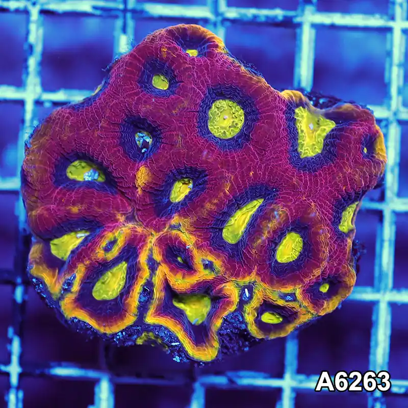 Item#A6263IN6263(S) WYSIWYG Aussie Ultra Dragon Soul Prism Favia Mini Colony - Zooxae
