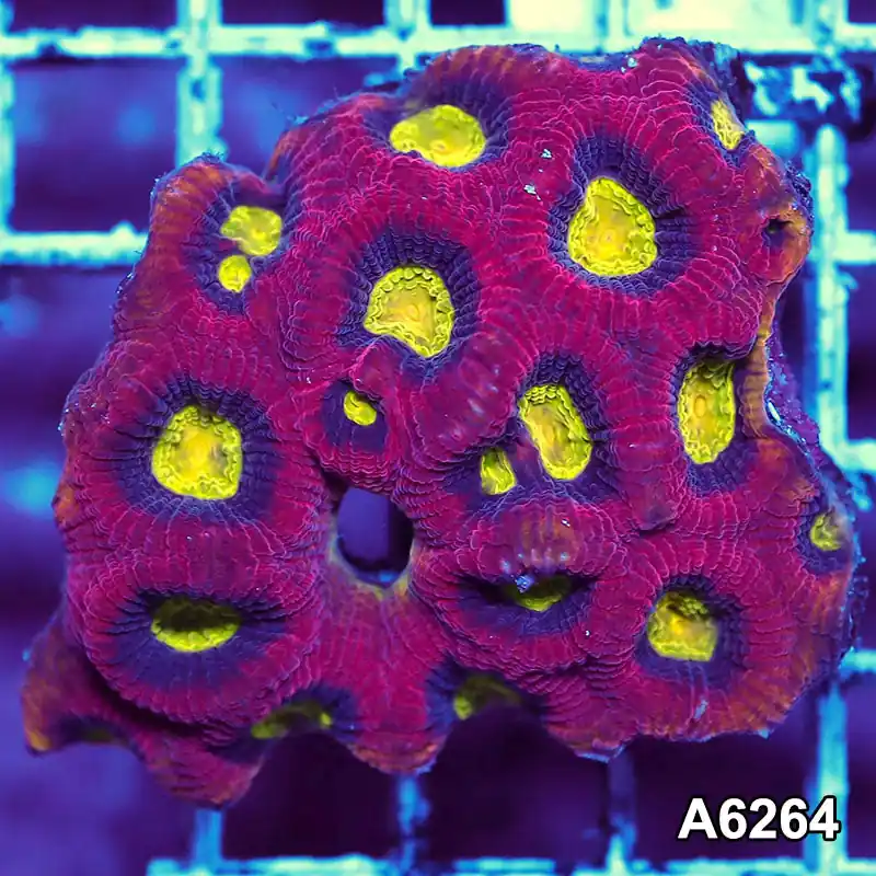 Item#A6264IN6264(S) WYSIWYG Aussie Ultra Dragon Soul Prism Favia Mini Colony - Zooxae