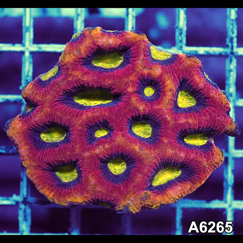 Item#A6265IN6265(S) WYSIWYG Aussie Ultra Dragon Soul Prism Favia Mini Colony - Zooxae