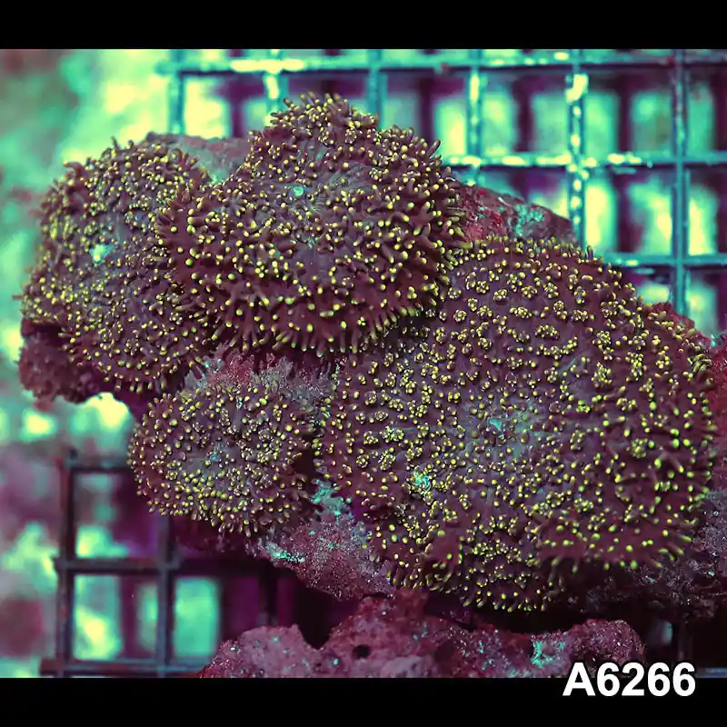 Item#A6266IN6266(M) WYSIWYG Vietnam Ultra Tip Hairy Mushroom Colony - Zooxae