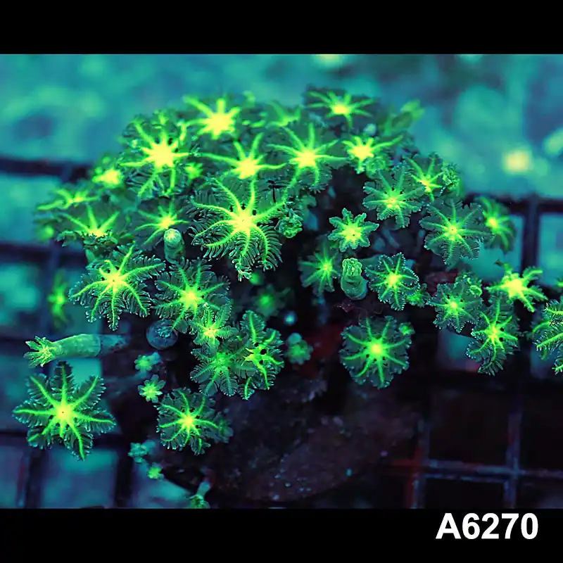 Item#A6270IN6270(M) WYSIWYG Indo Ultra Neon Clove Colony - Zooxae