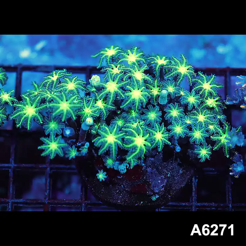 Item#A6271IN6271(M) WYSIWYG Indo Ultra Neon Clove Colony - Zooxae