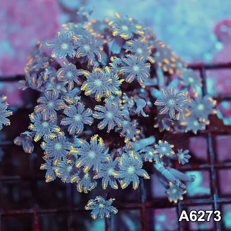 Item#A6273IN6273(M) WYSIWYG Indo Ultra Tip Clove Colony - Zooxae