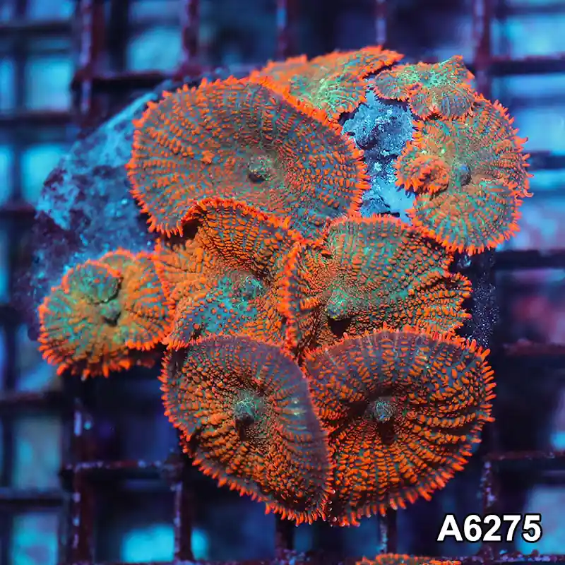 Item#A6275IN6275(M) WYSIWYG Vietnam Ultra Orange Rhodactis Mushroom Colony - Zooxae
