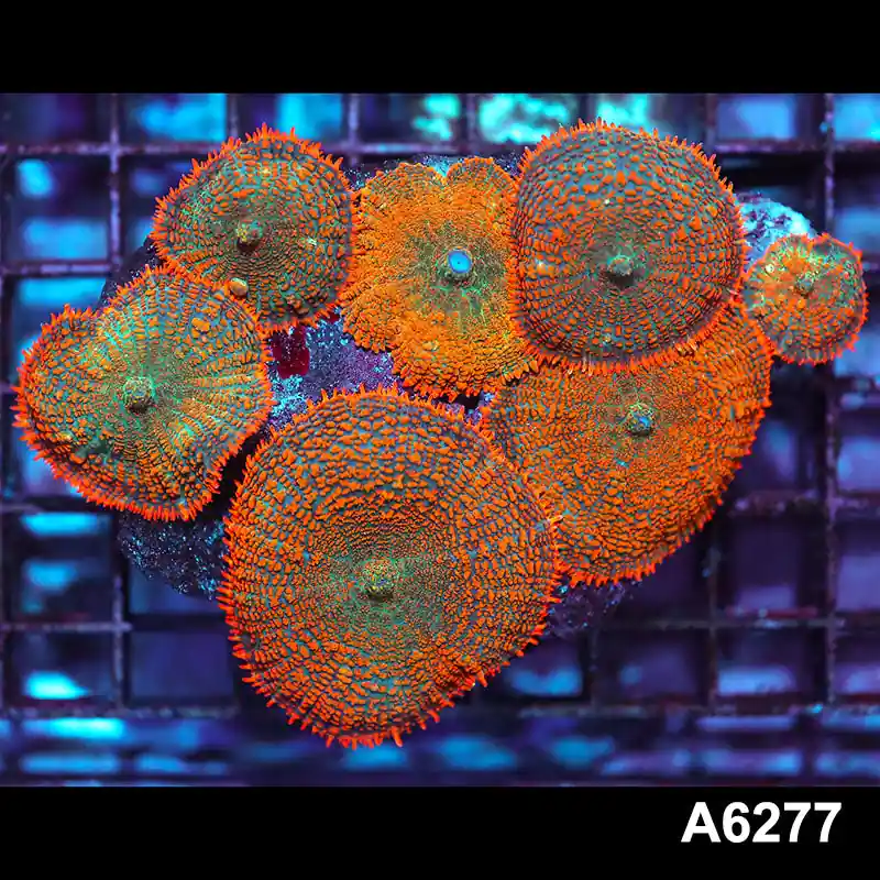Item#A6277IN6277(M) WYSIWYG Vietnam Ultra Orange Rhodactis Mushroom Colony - Zooxae