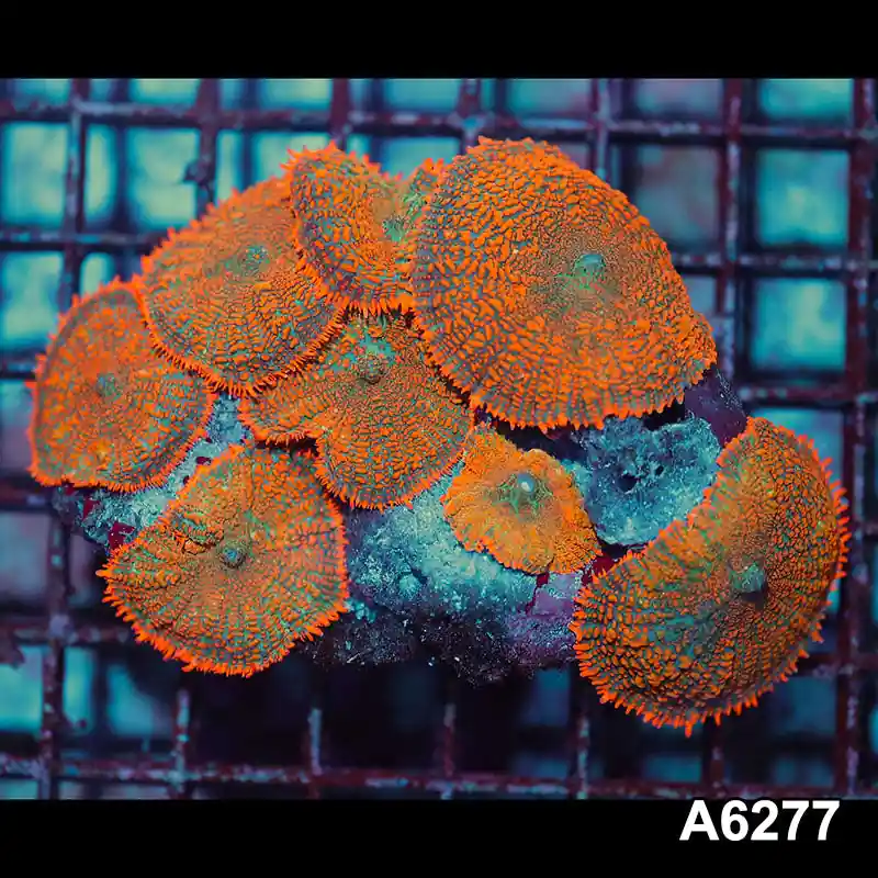 Item#A6278IN6278(M) WYSIWYG Vietnam Ultra Orange Rhodactis Mushroom Colony - Zooxae
