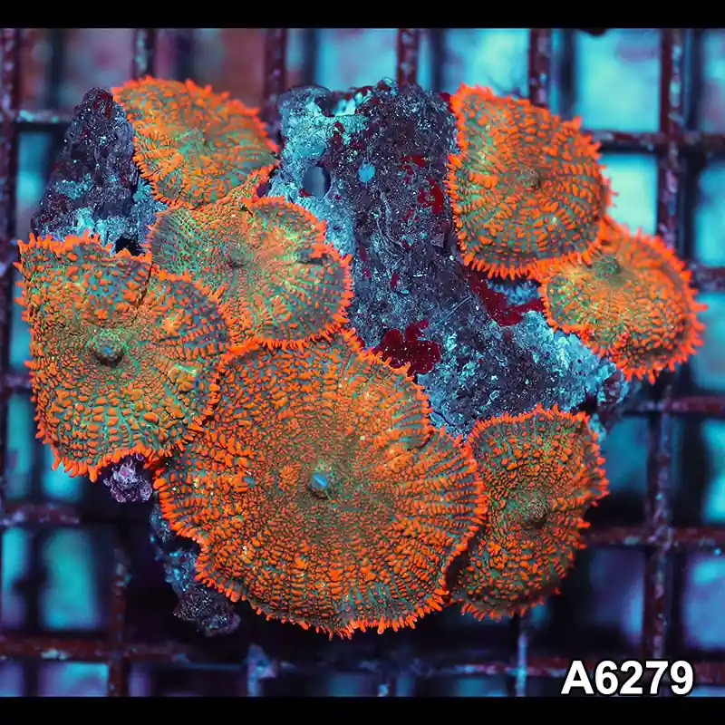 Item#A6279IN6279(M) WYSIWYG Vietnam Ultra Orange Rhodactis Mushroom Colony - Zooxae