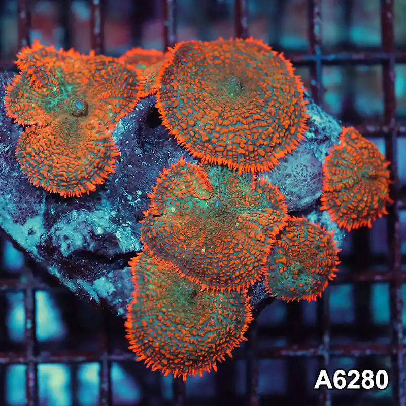 Item#A6280IN6280(M) WYSIWYG Vietnam Ultra Orange Rhodactis Mushroom Colony - Zooxae