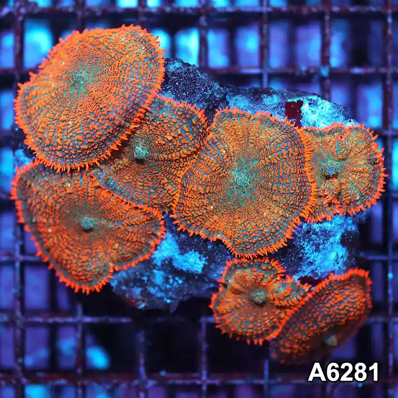 Item#A6281IN6281(M) WYSIWYG Vietnam Ultra Orange Rhodactis Mushroom Colony - Zooxae