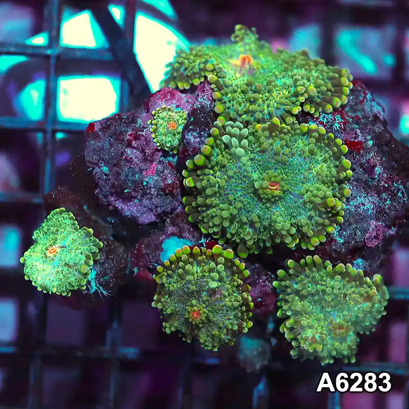 Item#A6283IN6283(S) WYSIWYG Vietnam Ultra Ricordea Yuma Mushroom Colony - Zooxae