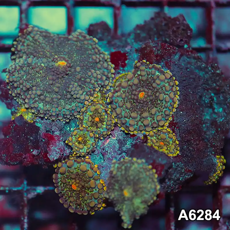Item#A6284IN6284(M) WYSIWYG Vietnam Ultra Ricordea Yuma Mushroom Colony - Zooxae