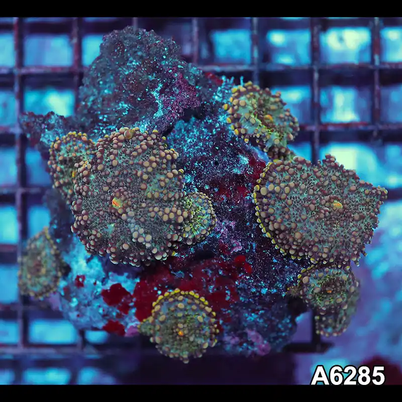 Item#A6285IN6285(M) WYSIWYG Vietnam Ultra Ricordea Yuma Mushroom Colony - Zooxae