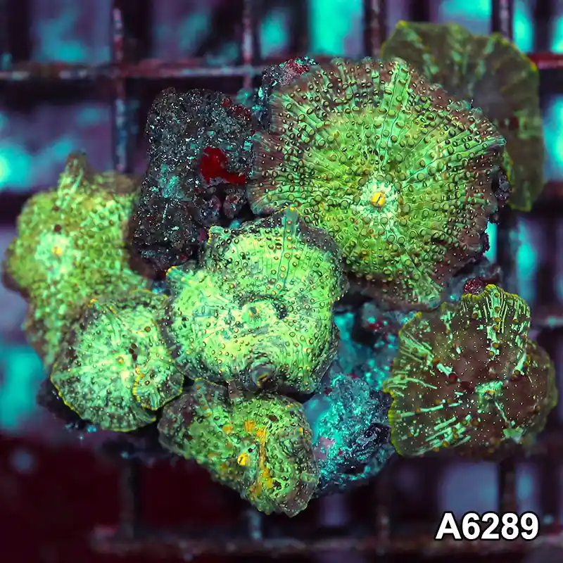 Item#A6289IN6289(M) WYSIWYG Vietnam Ultra Unique Spotted Discosoma Mushroom Colony - Zooxae