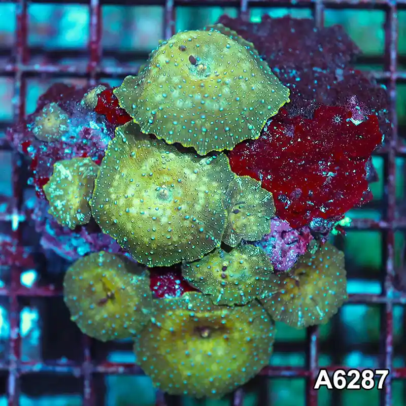 Item#A6287IN6287(M) WYSIWYG Vietnam Ultra Unique Spotted Discosoma Mushroom Colony - Zooxae