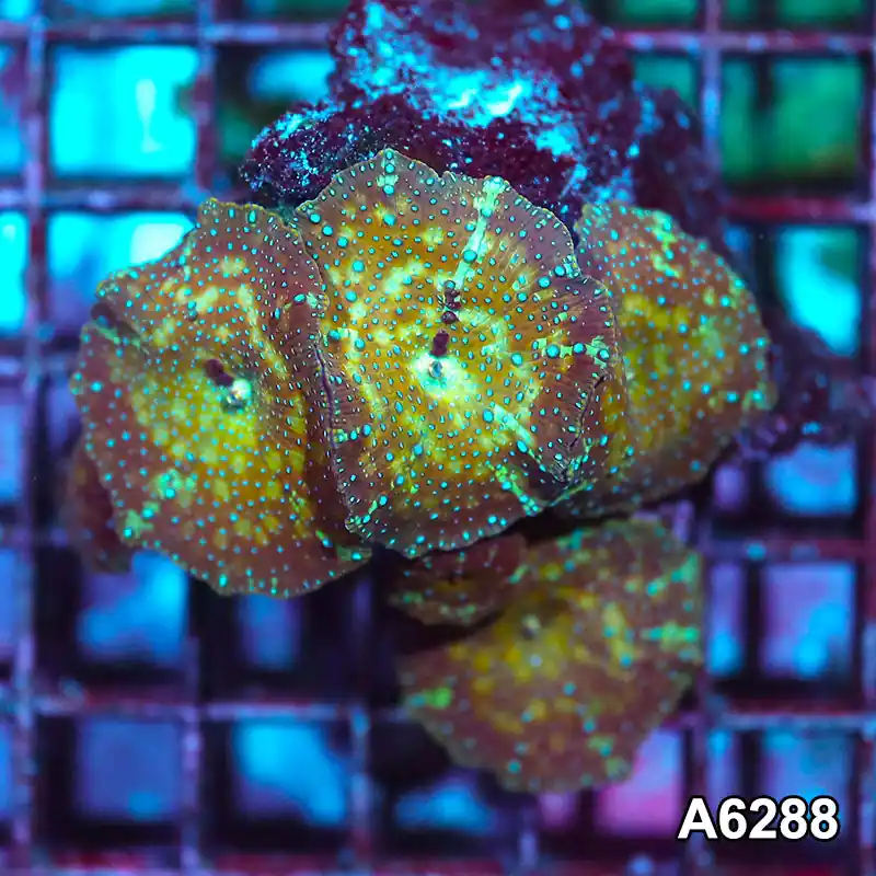 Item#A6288IN6288(S) WYSIWYG Vietnam Ultra Unique Spotted Discosoma Mushroom Colony - Zooxae