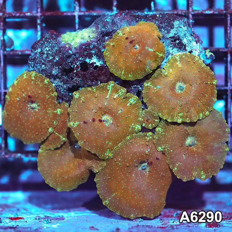 Item#A6290IN6290(M) WYSIWYG Vietnam Ultra Unique Spotted Discosoma Mushroom Colony - Zooxae