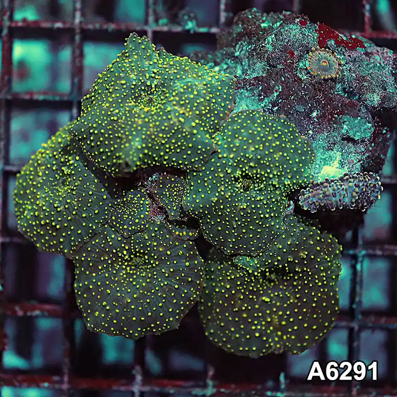 Item#A6291IN6291(M) WYSIWYG Vietnam Ultra Unique Spotted Discosoma Mushroom Colony - Zooxae