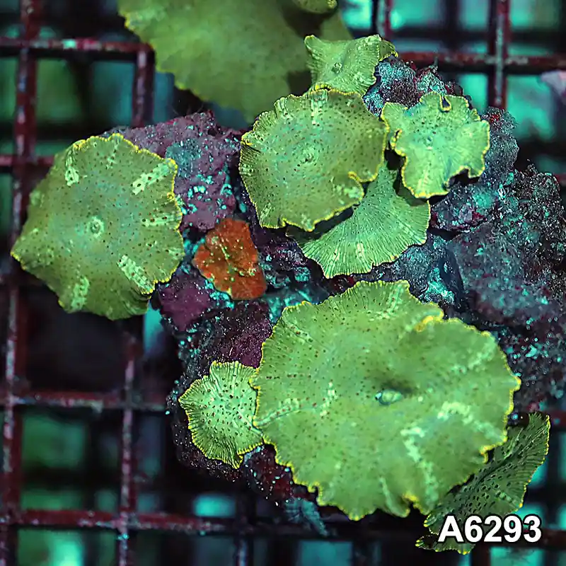 Item#A6293IN6293(M) WYSIWYG Vietnam Ultra Unique Spotted Discosoma Mushroom Colony - Zooxae