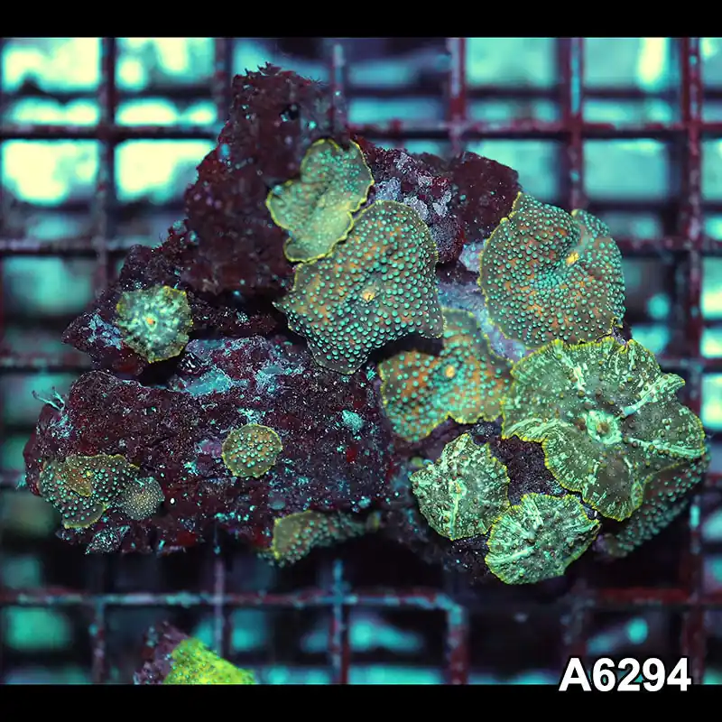 Item#A6294IN6294(M) WYSIWYG Vietnam Ultra Unique Spotted Discosoma Mushroom Colony - Zooxae