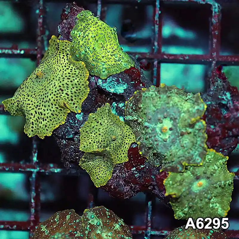 Item#A6295IN6295(S) WYSIWYG Vietnam Ultra Unique Spotted Discosoma Mushroom Colony - Zooxae