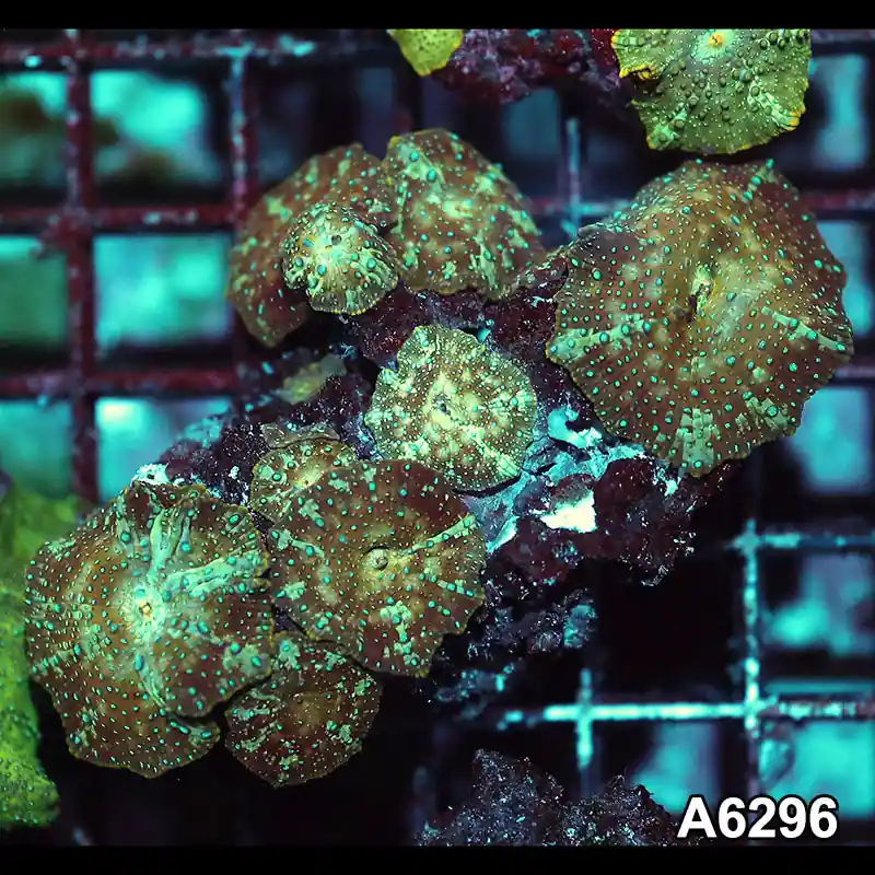 Item#A6296IN6296(M) WYSIWYG Vietnam Ultra Unique Spotted Discosoma Mushroom Colony - Zooxae