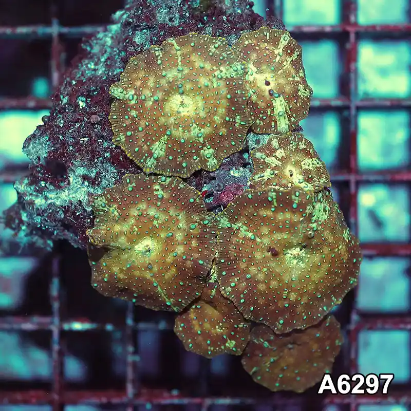 Item#A6297IN6297(M) WYSIWYG Vietnam Ultra Unique Spotted Discosoma Mushroom Colony - Zooxae