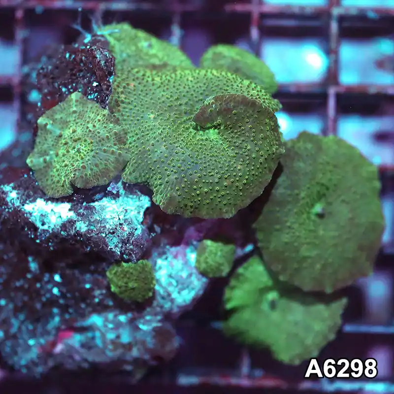 Item#A6298IN6298(M) WYSIWYG Vietnam Ultra Unique Spotted Discosoma Mushroom Colony - Zooxae