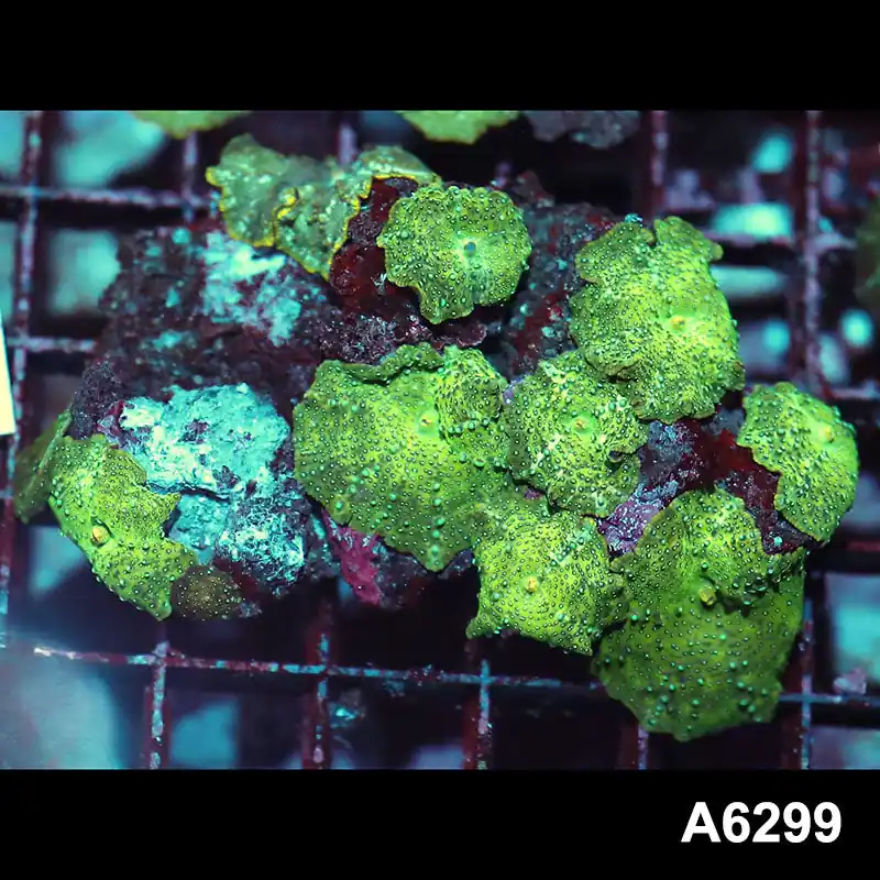 Item#A6299IN6299(M) WYSIWYG Vietnam Ultra Unique Spotted Discosoma Mushroom Colony - Zooxae