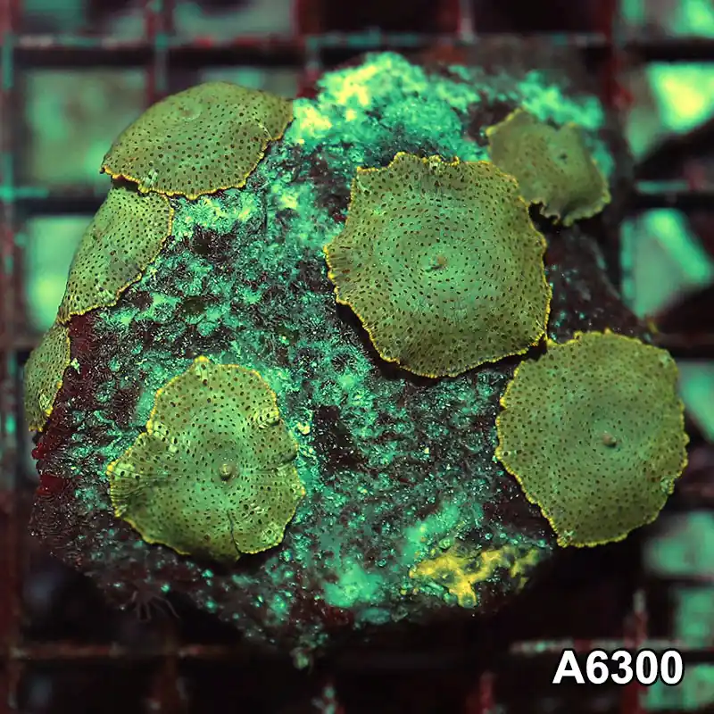 Item#A6300IN6300(M) WYSIWYG Vietnam Ultra Unique Spotted Discosoma Mushroom Colony - Zooxae