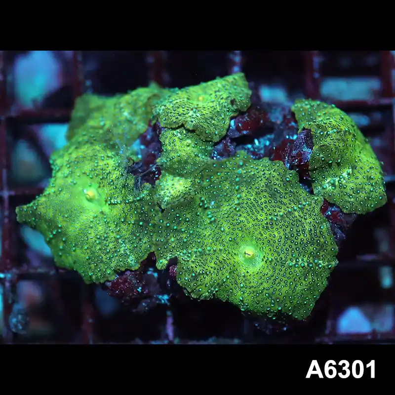 Item#A6301IN6301(M) WYSIWYG Vietnam Ultra Unique Spotted Discosoma Mushroom Colony - Zooxae