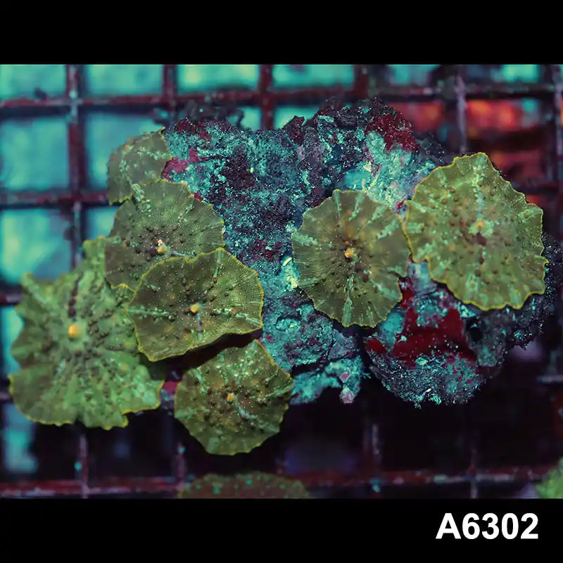 Item#A6302IN6302(M) WYSIWYG Vietnam Ultra Unique Spotted Discosoma Mushroom Colony - Zooxae