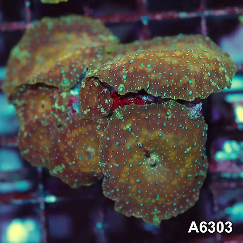 Item#A6303IN6303(M) WYSIWYG Vietnam Ultra Unique Spotted Discosoma Mushroom Colony - Zooxae