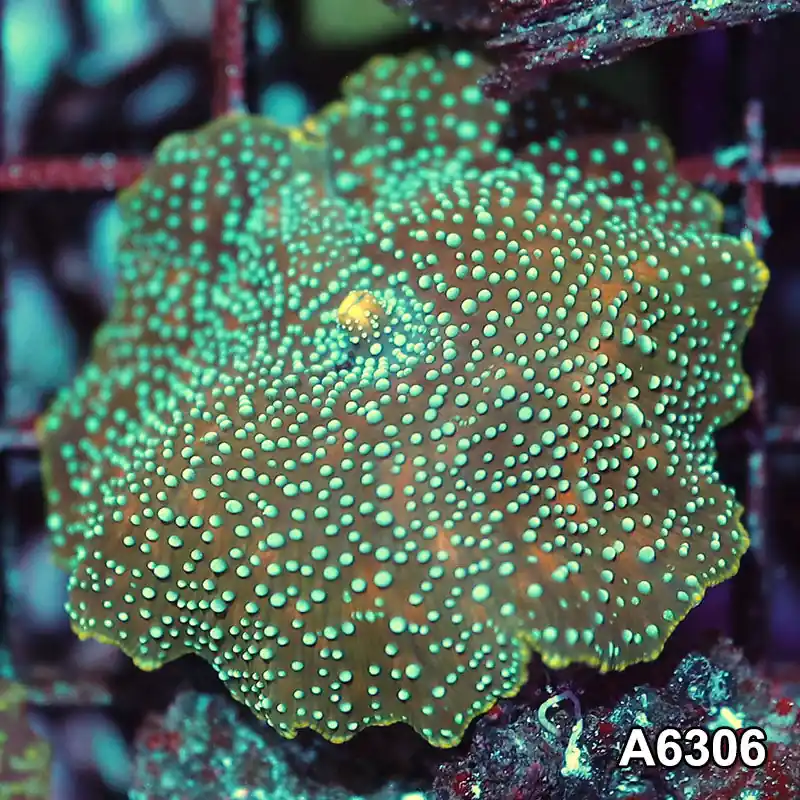 Item#A6306IN6306(S) WYSIWYG Vietnam Ultra Unique Spotted Discosoma Mushroom - Zooxae