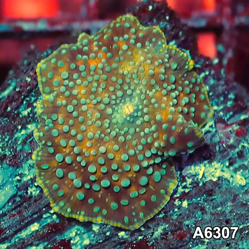 Item#A6307IN6307(S) WYSIWYG Vietnam Ultra Unique Spotted Discosoma Mushroom - Zooxae