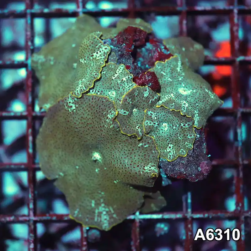 Item#A6310IN6310(S) WYSIWYG Vietnam Ultra Unique Spotted Discosoma Mushroom Colony - Zooxae