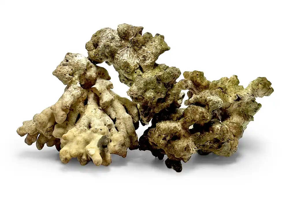 Jakarta Reef Rock 44lb Mixed Box - SR Aquaristik