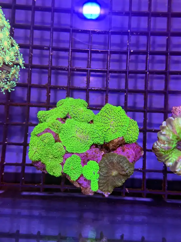 Green Mushroom - Natural Environment Aquatix