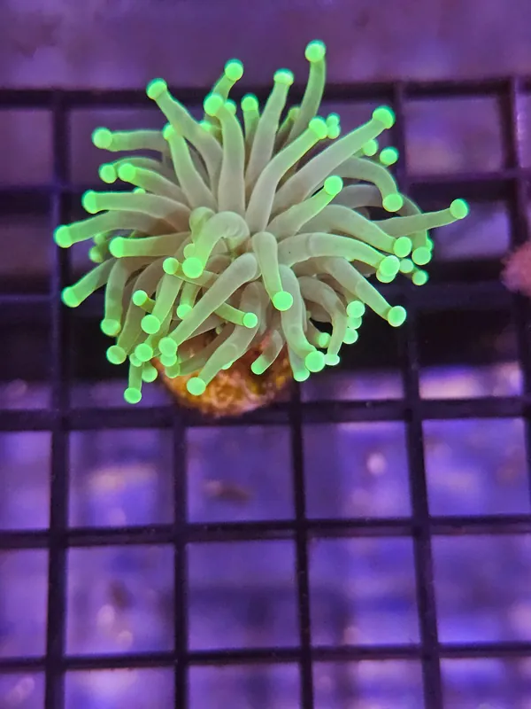 Green W/ Colored Tips Torch - Natural Environment Aquatix