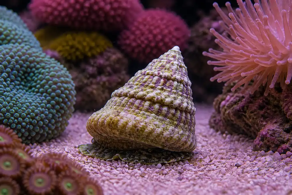 Astraea Snail - Natural Environment Aquatix
