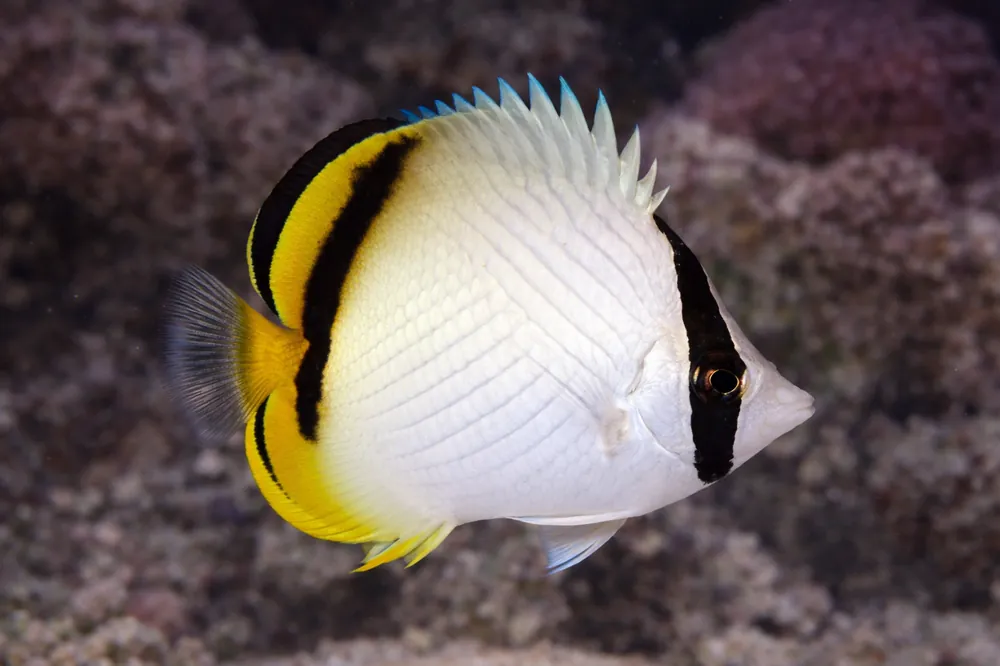 Vagabond Butterflyfish - Natural Environment Aquatix
